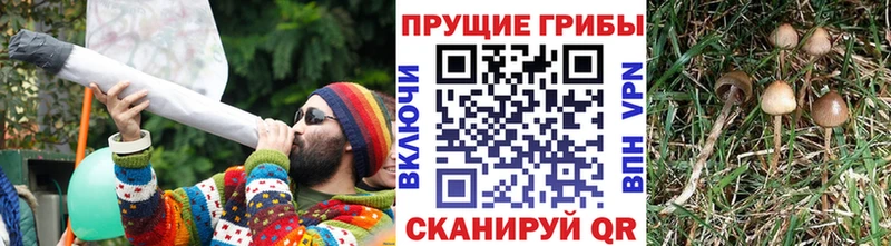Псилоцибиновые грибы Psilocybe сайты даркнета клад Алексеевка